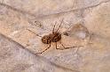 Scytodes_thoracica_D4825_Z_89_Les Gris_Frankrijk